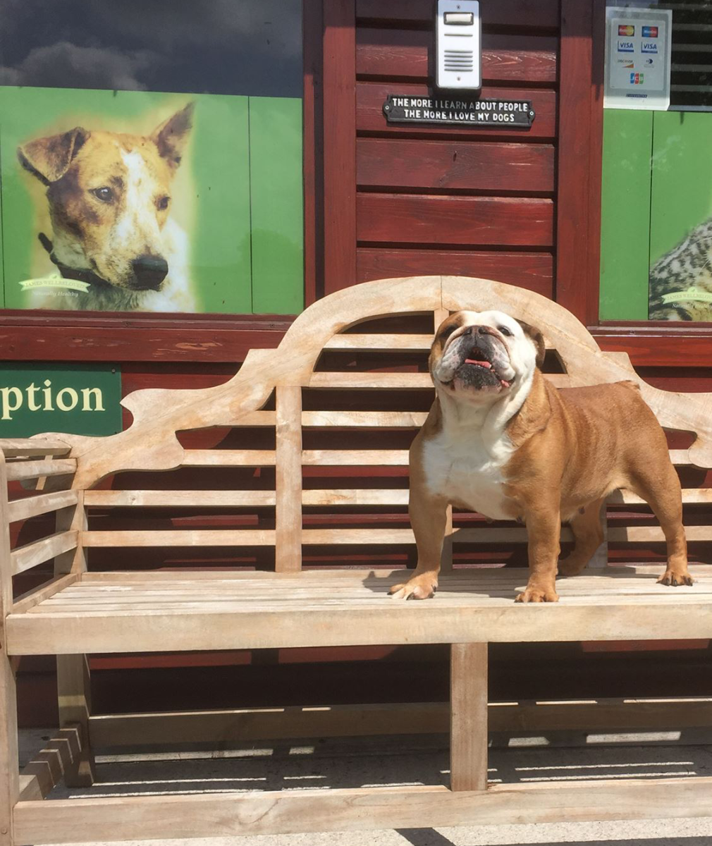 Reasons to Keep Your Dog in a Kennel While Going on a Holiday