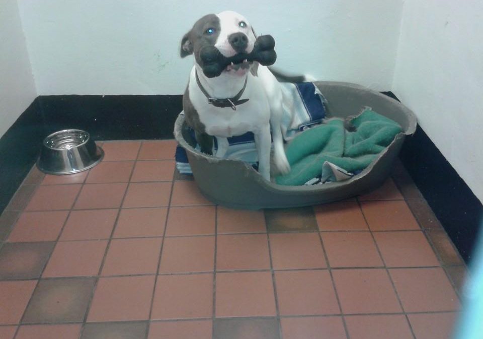 Why Boarding Kennels Are A Safe Option For Pet Owners Who Travel