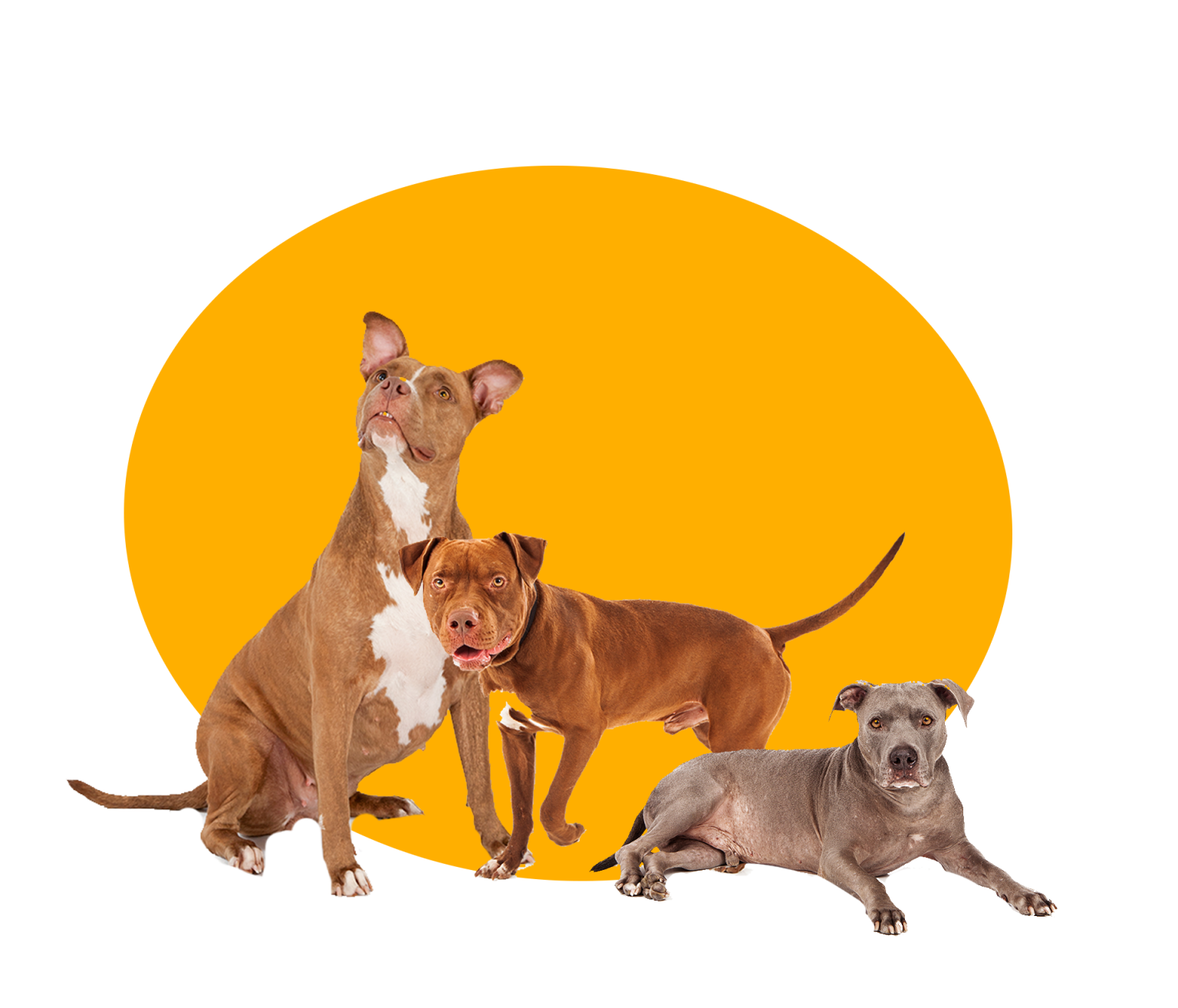 Dog Boarding Kennels Liverpool, Dog Boarding KennelsManchester