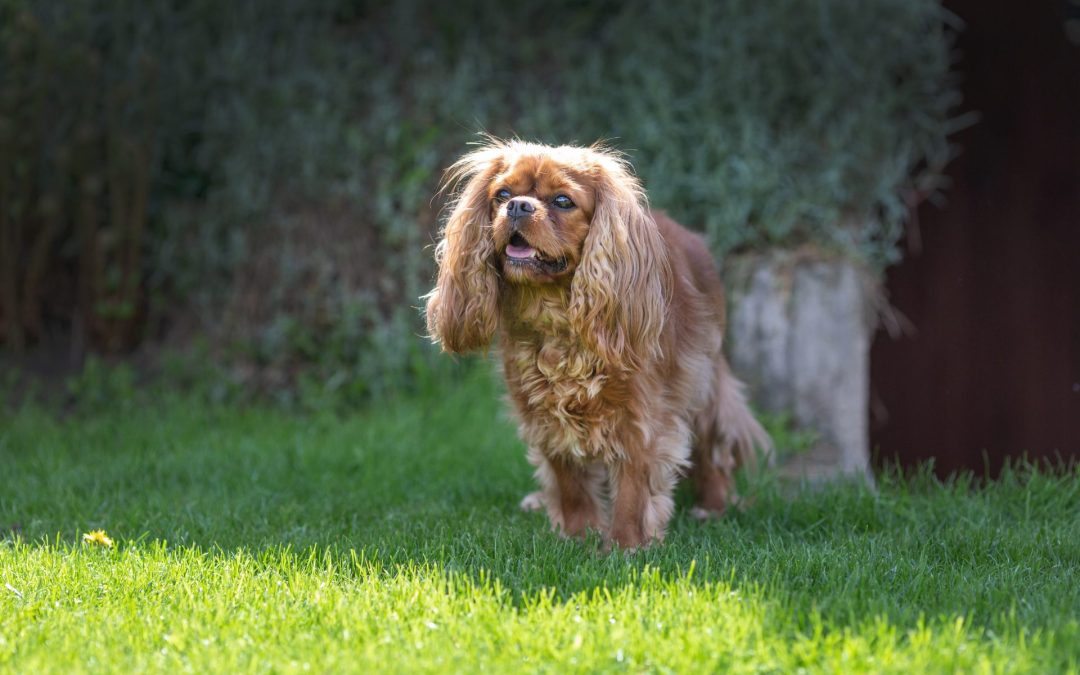 Thinking of Leaving Your Dog in Boarding Kennels? Here’s What You Should Know