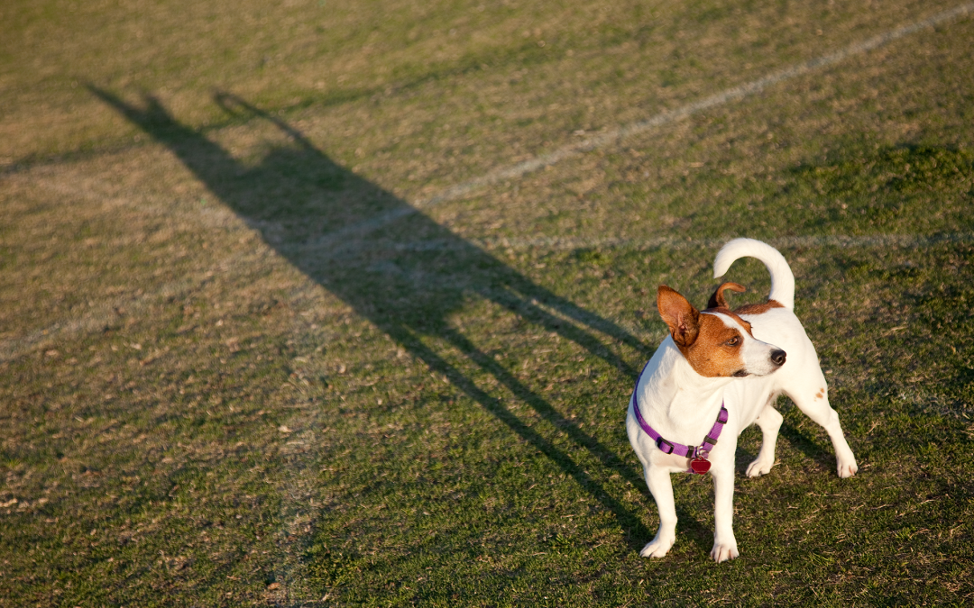 Kennels dog