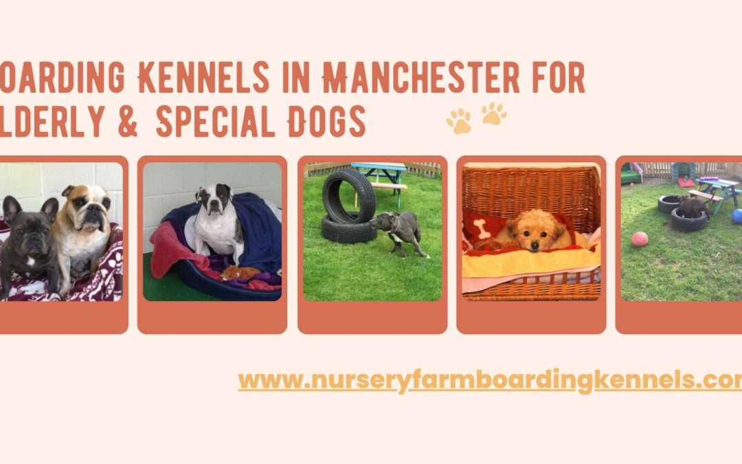 How Boarding Kennels Handle Special Needs or Elderly Dogs?
