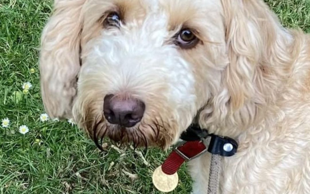 Daily Routines in Boarding Kennels and Why Structure Matters