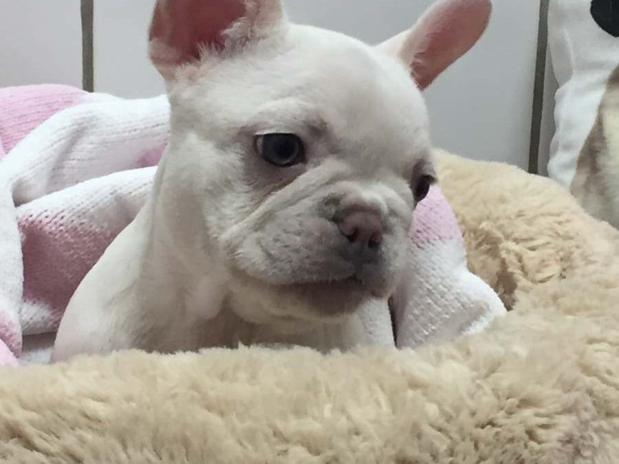 Questions Dog Owners Should Ask Before Booking Kennels