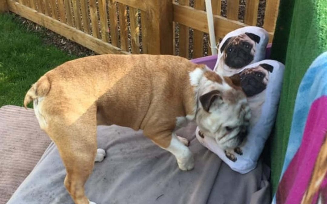 Do Dogs Get Sad When Left at a Boarding Kennel: Understanding Their Emotions