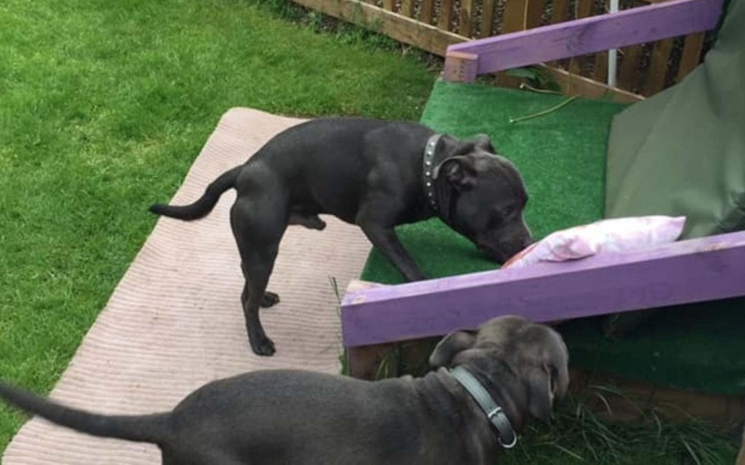 Do Dogs Make Friends at Boarding Kennels? Social Behaviour Explained