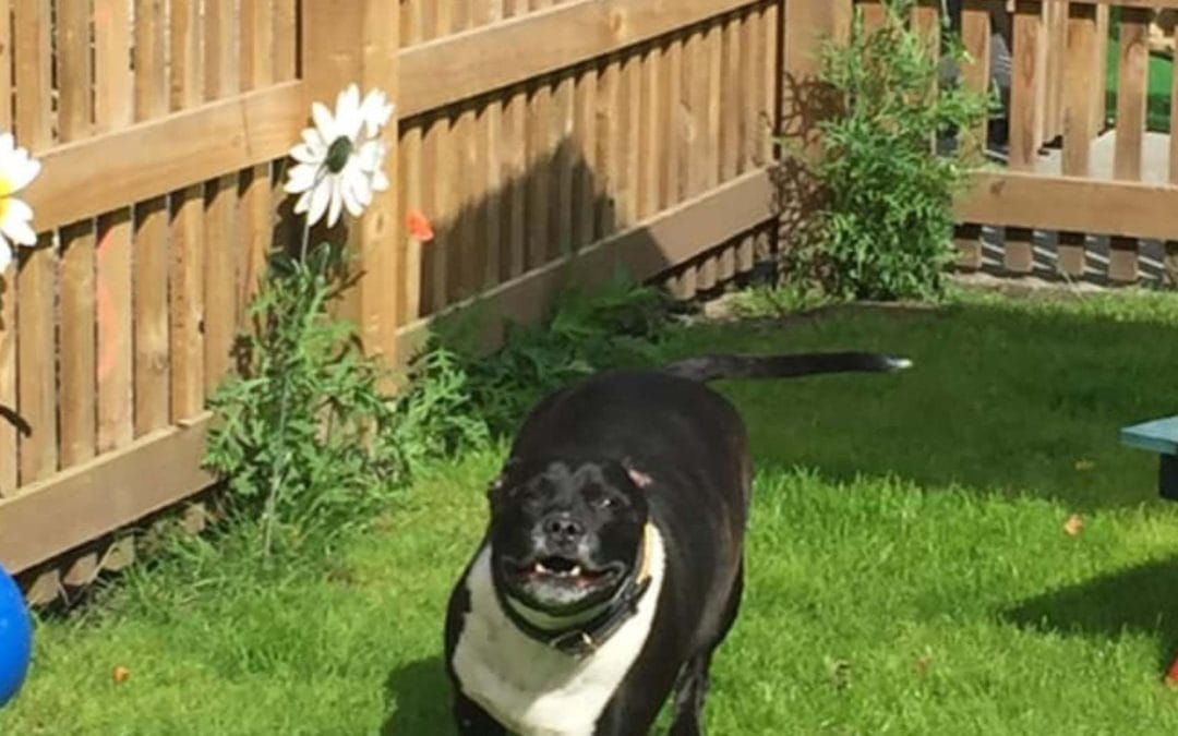 Why Dog Boarding Kennels Are a Safe Choice for Pet Owners